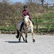 Fjordhest Stald Kiels Effekt