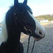 Irish Cob Næbbets Ballina