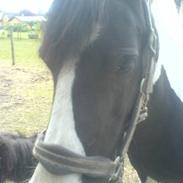 Irish Cob Næbbets Ballina