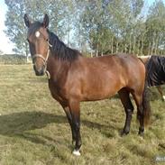 Anden særlig race Carisma