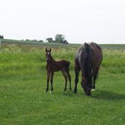 Anden særlig race Carisma