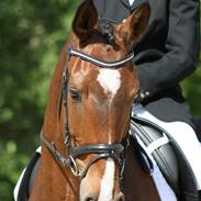 Dansk Varmblod Kragelunds Diggimond