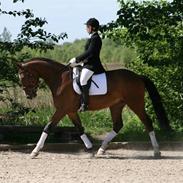 Dansk Varmblod Kragelunds Diggimond