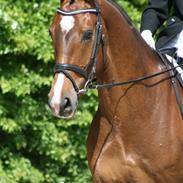 Dansk Varmblod Kragelunds Diggimond