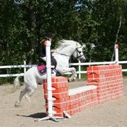 Welsh Mountain (sec A) Sofus