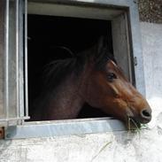Anden særlig race Bonanza