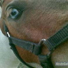 Shetlænder Trille<3