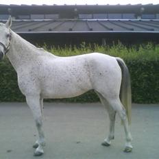 Sportsaraber (A) Racy (R.I.P)