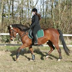 Anden særlig race Anton