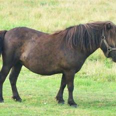 Shetlænder bella