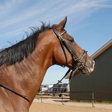 Dansk Varmblod Athene