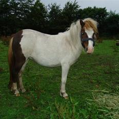 Shetlænder Bianca. Død.