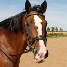 Dansk Varmblod Athene