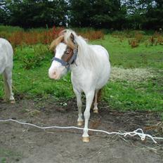 Shetlænder Bianca. Død.