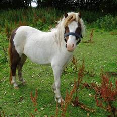 Shetlænder Bianca. Død.