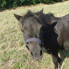 Shetlænder Lyngholm´s Saga R.I.P †