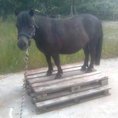 Shetlænder Lyngholm´s Saga R.I.P †