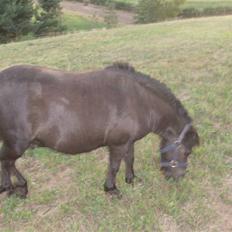 Shetlænder Lyngholm´s Saga R.I.P †