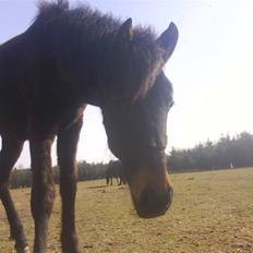 Anden særlig race Lundgaards Mulan