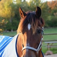 Welsh Cob (sec D) Maglehøj Dunhill R.I.P