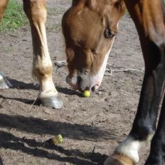 Dansk Varmblod Fairplay