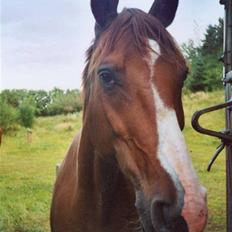 Dansk Varmblod Aluette