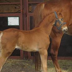 Frederiksborg León Ålbækkegård (SOLGT)