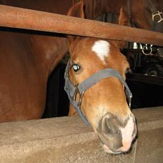 Frederiksborg León Ålbækkegård (SOLGT)
