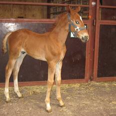 Frederiksborg León Ålbækkegård (SOLGT)