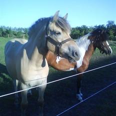 Anden særlig race Ida. 