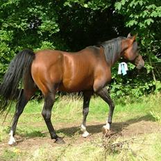 Arabisk fuldblod (OX) Emoz