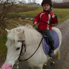 Shetlænder Flicka