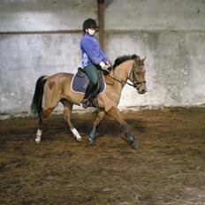 Anden særlig race Nikita *Prinsessen*