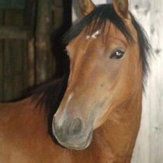 Anden særlig race Nikita *Prinsessen*