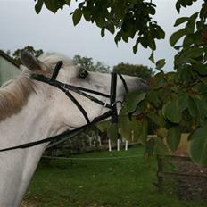 Tysk Sportspony Kalita ¤Solgt¤