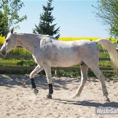 Arabisk fuldblod (OX) kivekas(kiwi)  x-hest