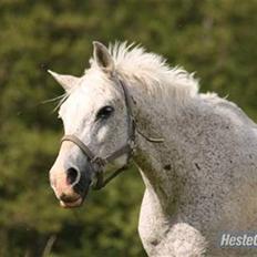 Arabisk fuldblod (OX) kivekas(kiwi)  x-hest