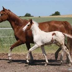 Anden særlig race chamieka