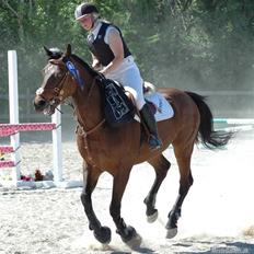 Dansk Varmblod Leroux' farvelminengel <3