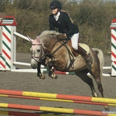 Connemara Teglstrups Samos