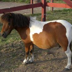 Miniature Lille Kurt  <3 >> R.I.P<<