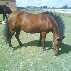 Anden særlig race AnnaBella HIMMELHEST