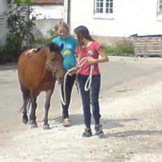 Anden særlig race AnnaBella HIMMELHEST