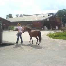 Anden særlig race AnnaBella HIMMELHEST