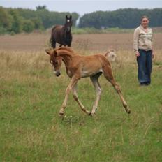 Hannoveraner Xantiago Solgt YEEHAW!