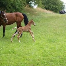 Hannoveraner Xantiago Solgt YEEHAW!