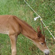 Hannoveraner Xantiago Solgt YEEHAW!