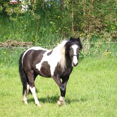 Anden særlig race Mistrall 