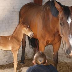 Hannoveraner Marci #solgt# R.I.P