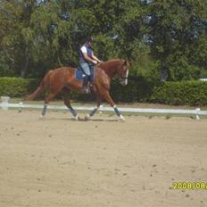 Anden særlig race Webley Brentedal Solgt